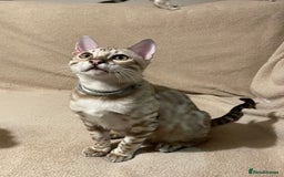 Bengal cats for sale:  Beautiful Bengal ready to reserve - Image 41