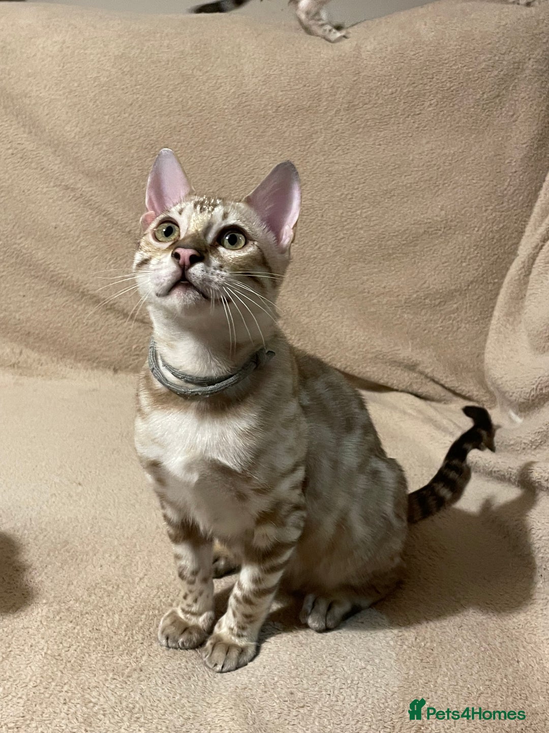 Bengal cats for sale:  Beautiful Bengal ready to reserve - Image 41