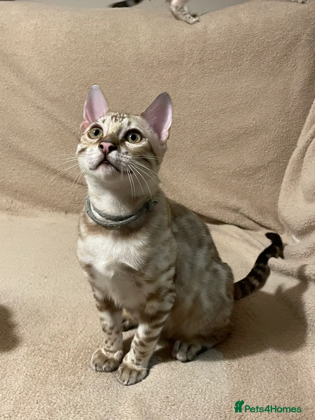 Bengal cats for sale:  Beautiful Bengals able to leave. - Advert 40