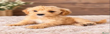 Cockapoo 1
