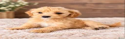 Cockapoo dogs for sale: STUNNING COCKAPOO PUPPIES - Advert 7