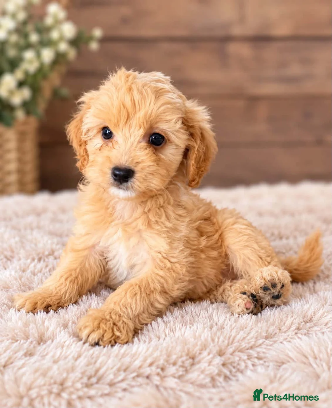 Cockapoo dogs for sale: STUNNING COCKAPOO PUPPIES - Advert 7