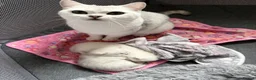 British Shorthair cats for sale: 1 Girl Left - British Shorthair Silver Kittens - Advert 10