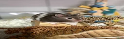 Hamster rodents for sale: Super Friendly Male Syrian And Set Up - Advert 10
