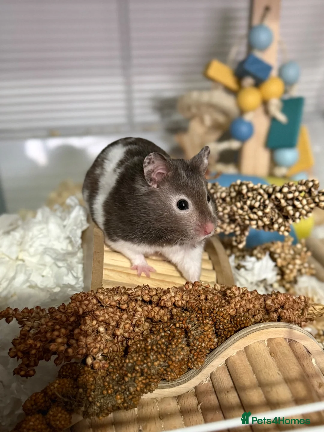 Hamster rodents for sale: Super Friendly Male Syrian And Set Up - Advert 10