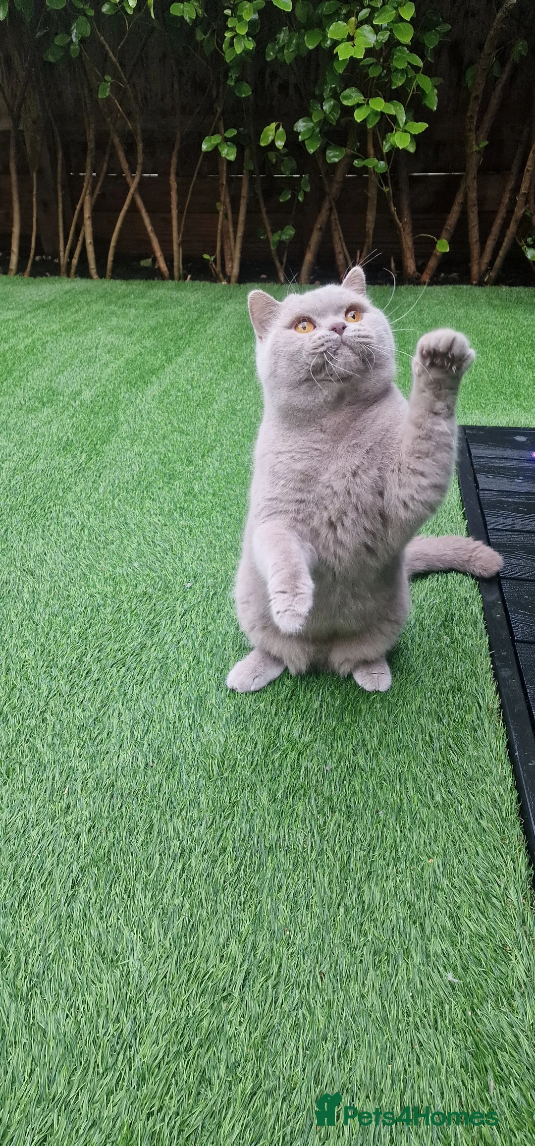 British Shorthair cats for stud: 🌟Exclusive Import ⭐World-Class Type🌟 - Advert 26