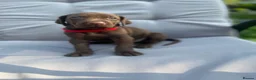 German Shorthaired Pointer dogs for sale: German shorthaired pointer X Weimaraner  - Advert 9