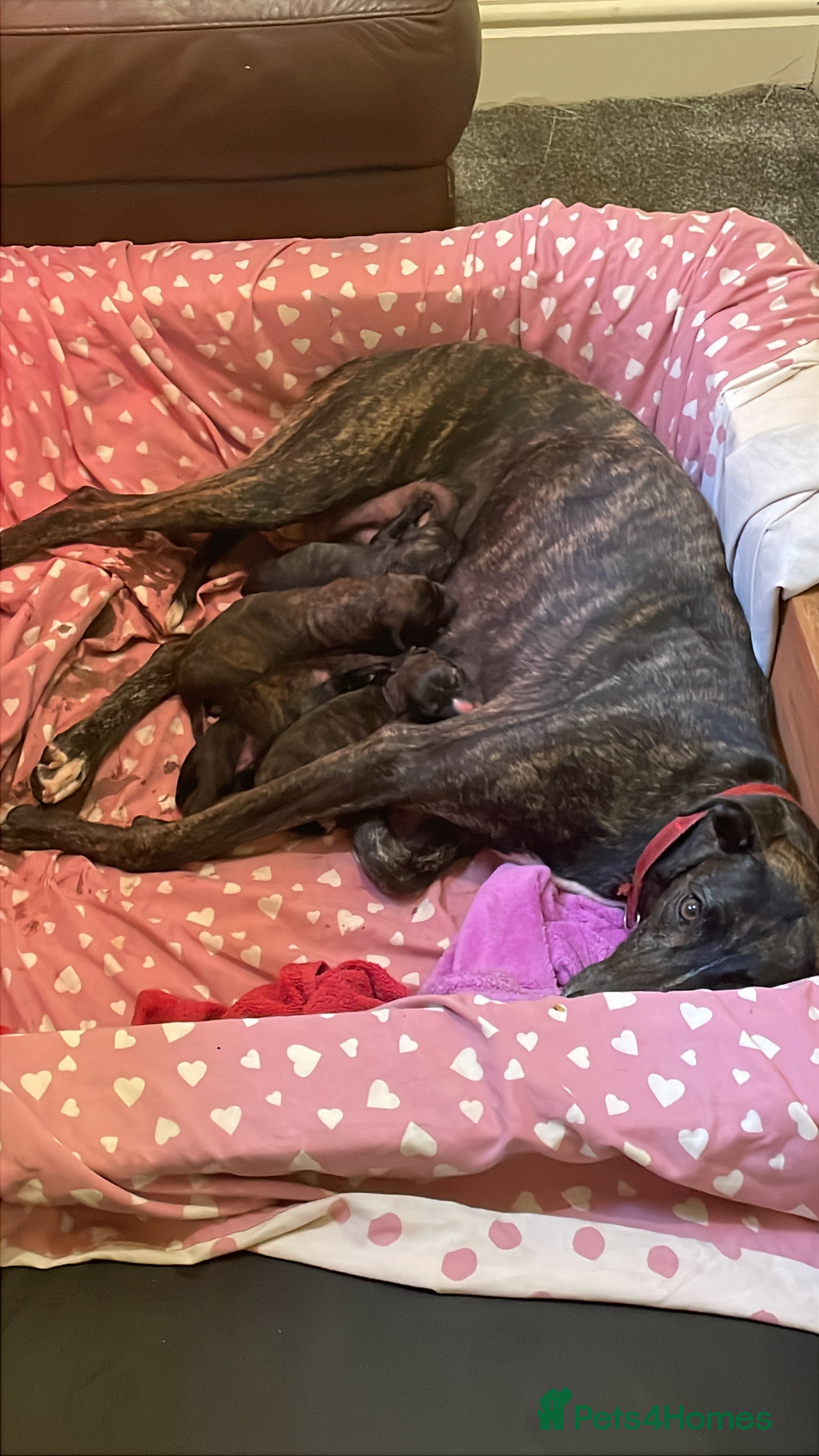 Lurcher dogs Beautiful Brindle puppies - Advert 2