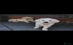 Golden Retriever dogs for sale: Adorable Golden Retriever Puppies - Image 4