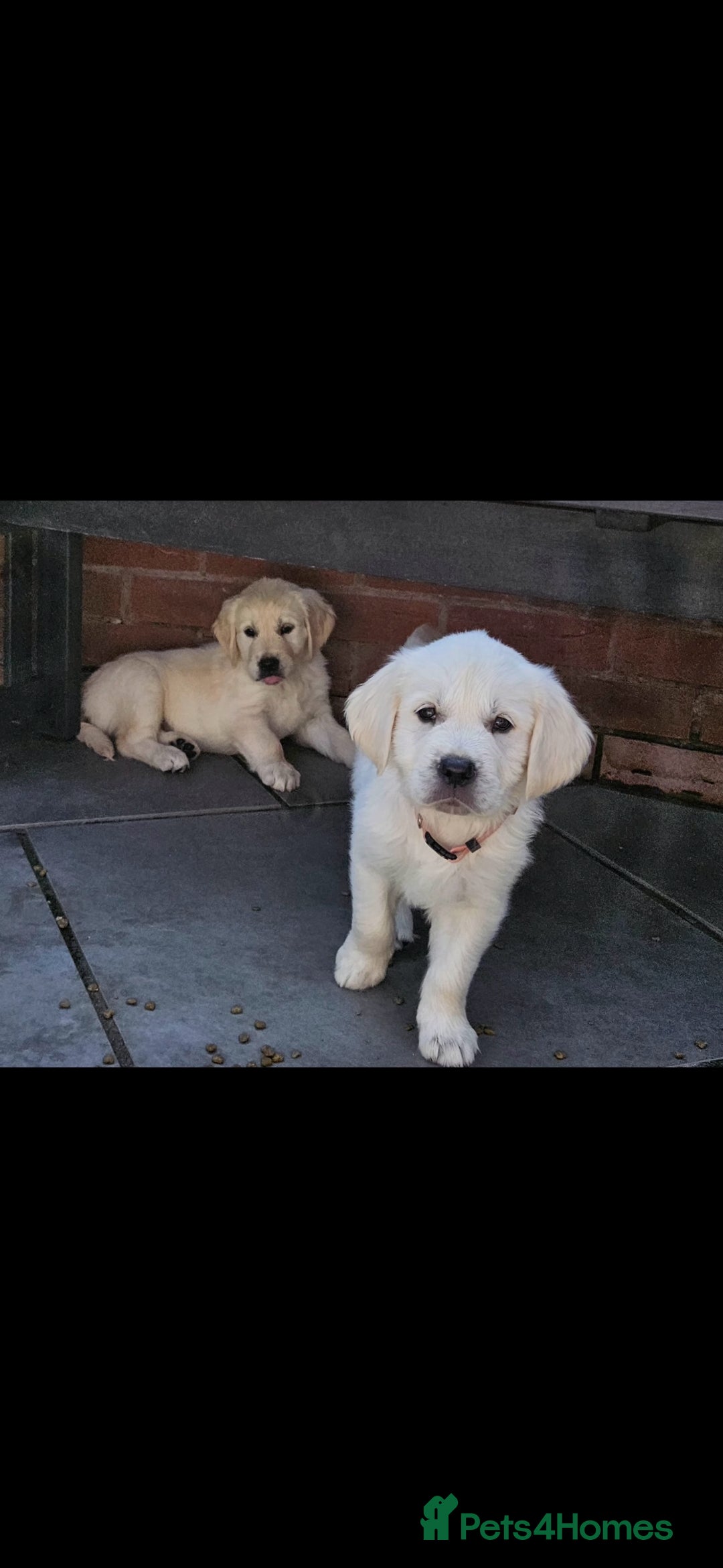 Golden Retriever dogs for sale: Adorable Golden Retriever Puppies - Image 4