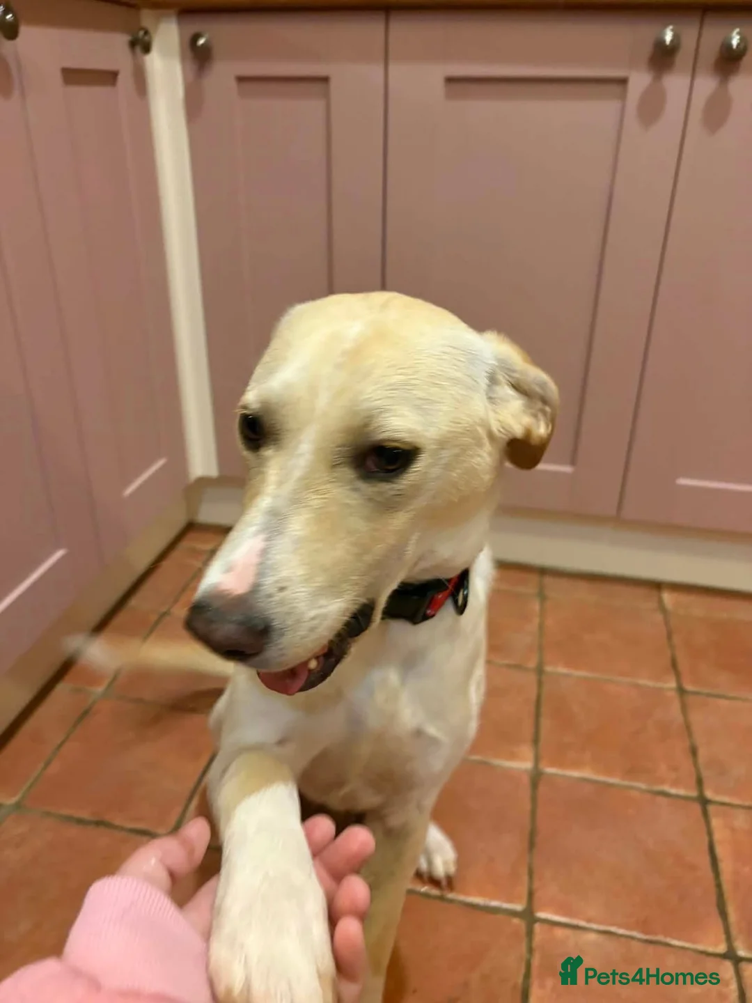Mixed Breed dogs for adoption: Talia - Hempnall Norfolk  in Norwich - Advert 8