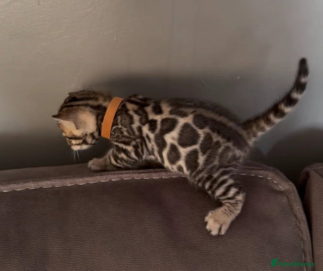 Bengal cats for sale: Beautiful Pedigree Bengal kittens for sale  - Advert 4