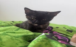 Mixed Breed cats for sale: The most beautiful kittens  in Wotton-under-Edge - Image 7