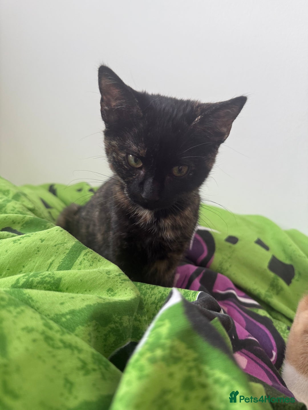 Mixed Breed cats for sale: The most beautiful kittens  in Wotton-under-Edge - Image 7