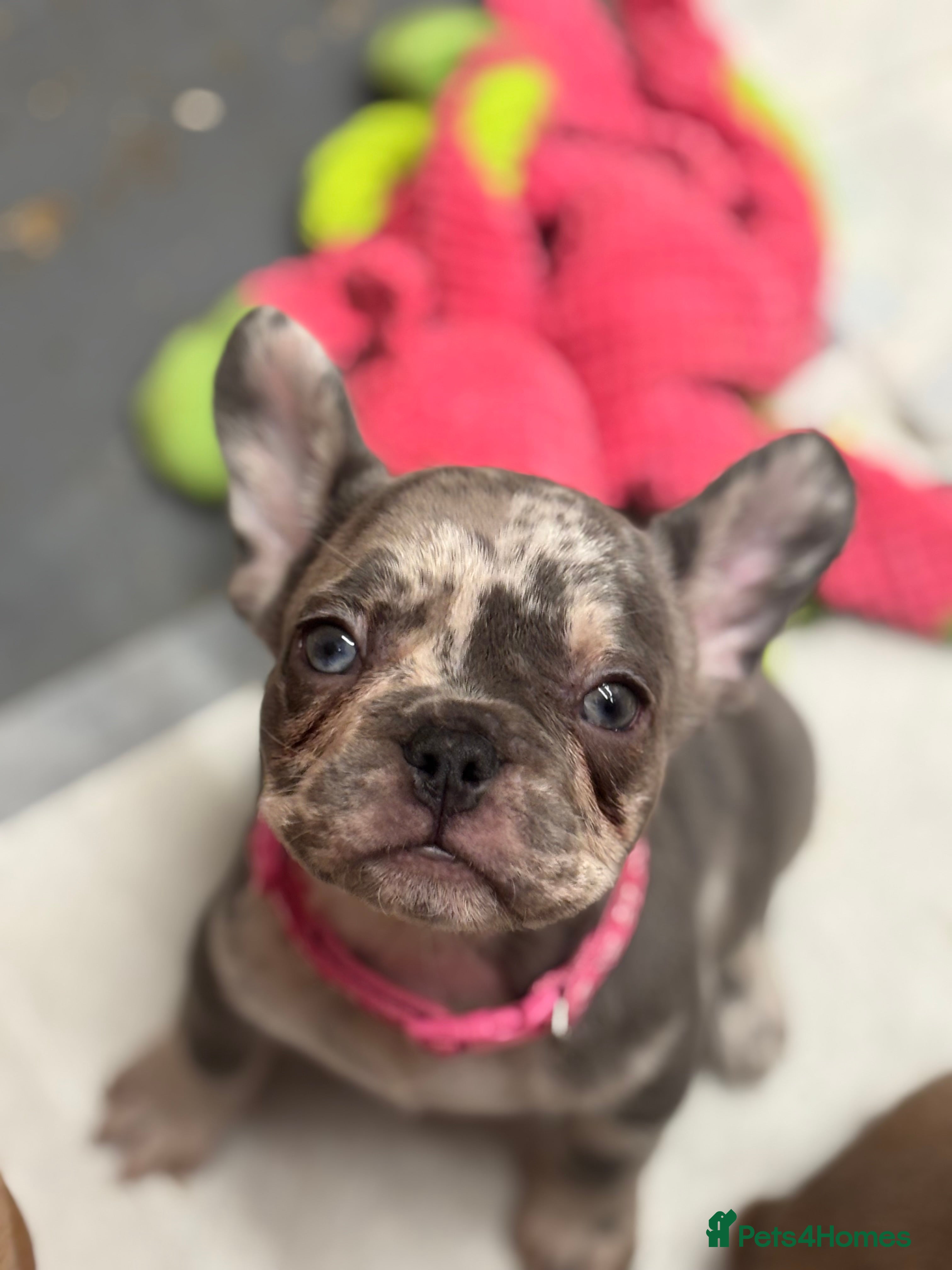 French Bulldog dogs 💕Adorable French bulldogs💕 - Advert 10