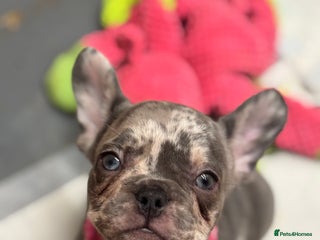 French Bulldog dogs 💕Adorable French bulldogs💕 - Advert 10