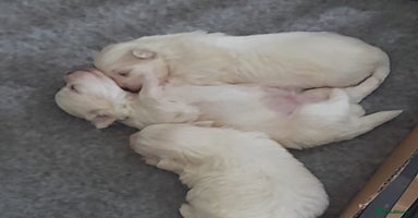 Maltese dogs - Advert 7