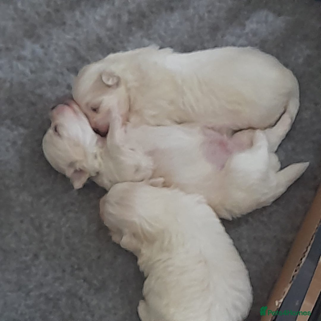 Maltese dogs for sale: Beautiful Maltese puppies ready to go. - Image 2