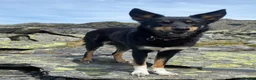 Mixed Breed dogs for sale: Re-homing  - Advert 6