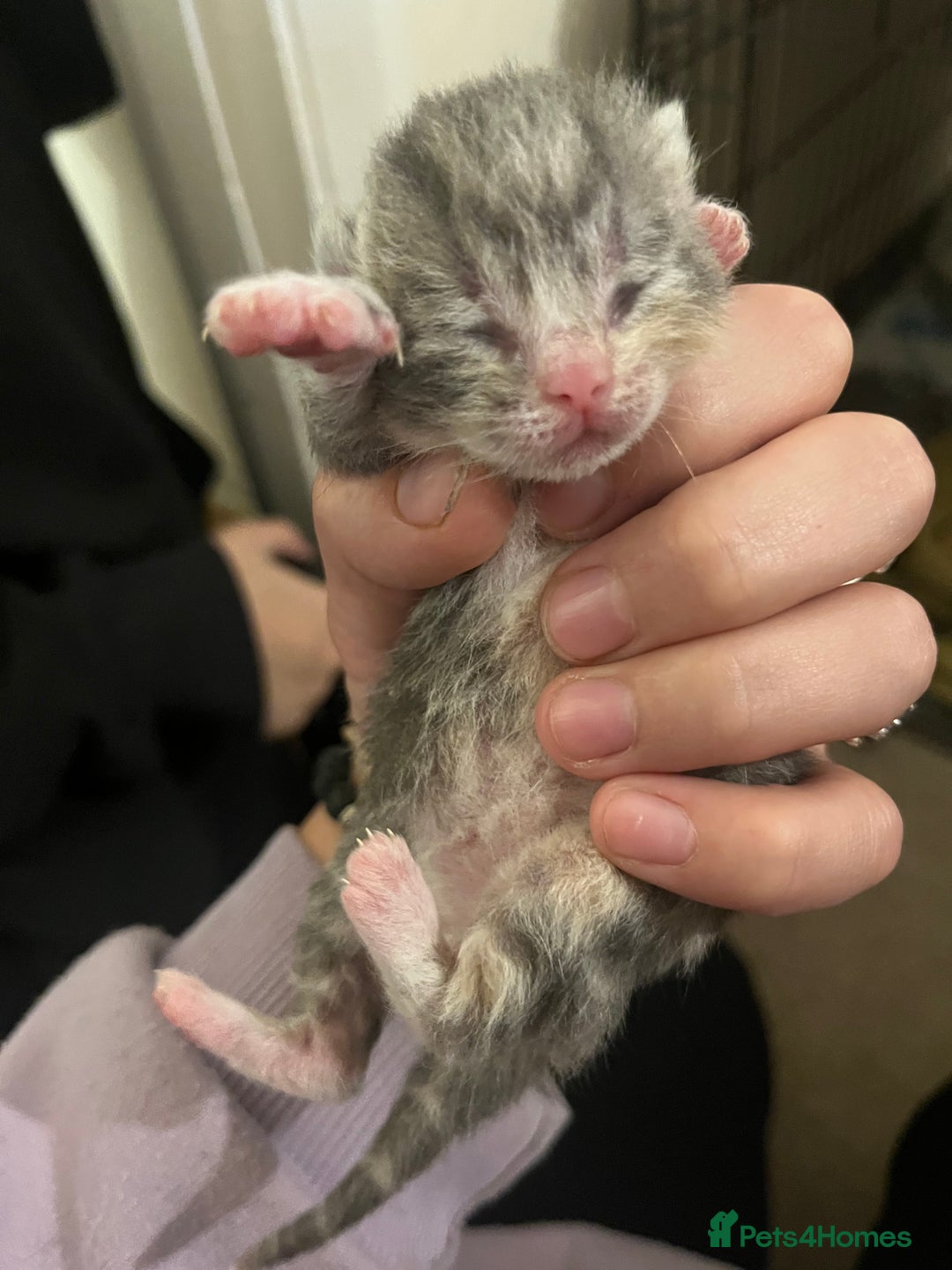 Domestic Shorthair cats for sale: 5 little kittens available  - Image 3