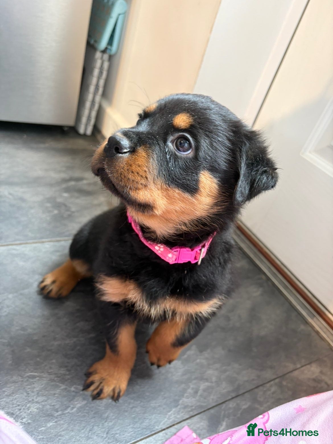 Rottweiler dogs 1 Female Rottweiler Puppy Available  - Advert 6