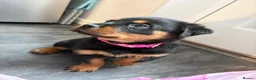 Rottweiler dogs for sale: 1 Female Rottweiler Puppy Available  - Advert 1