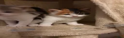 Mixed Breed cats for sale: Beautiful Female Calico Kitten in London - Advert 1