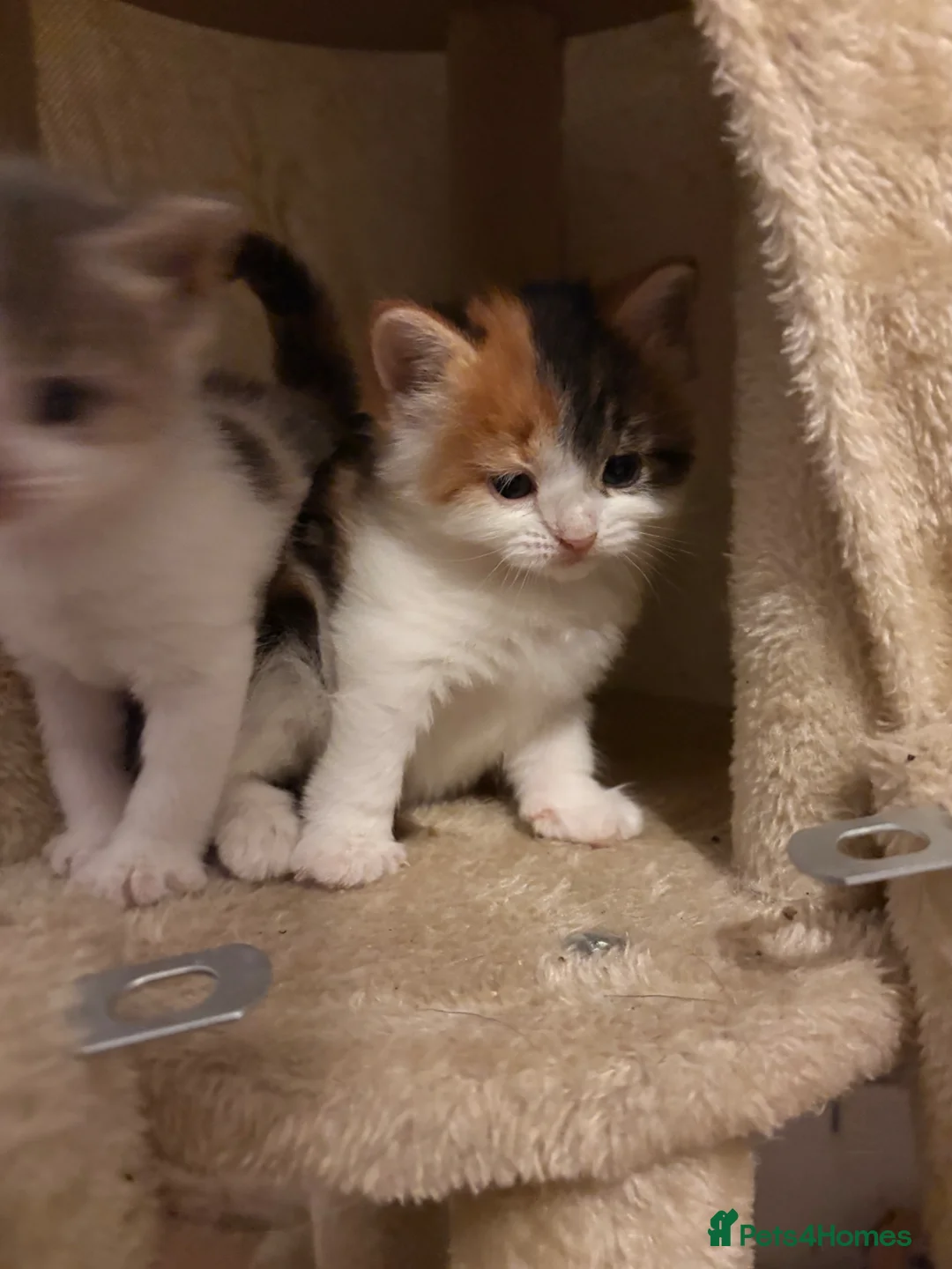 Mixed Breed cats for sale: Beautiful Female Calico Kitten in London - Advert 1