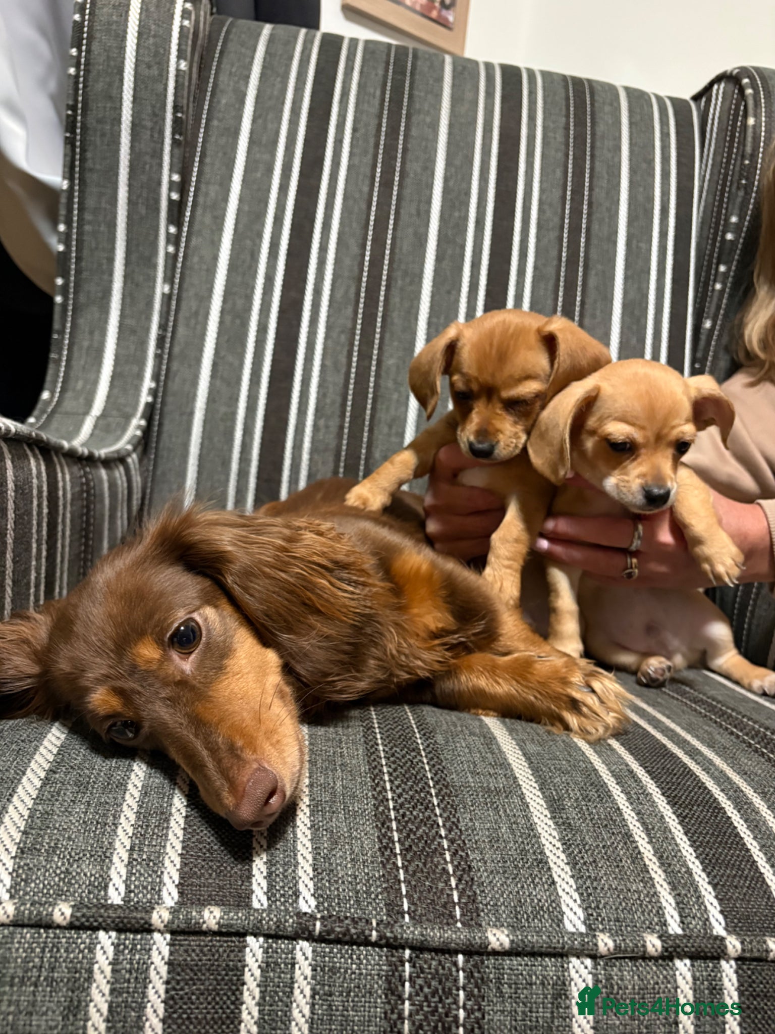 Chiweenie dogs Two Chaweenie boys  - Advert 1