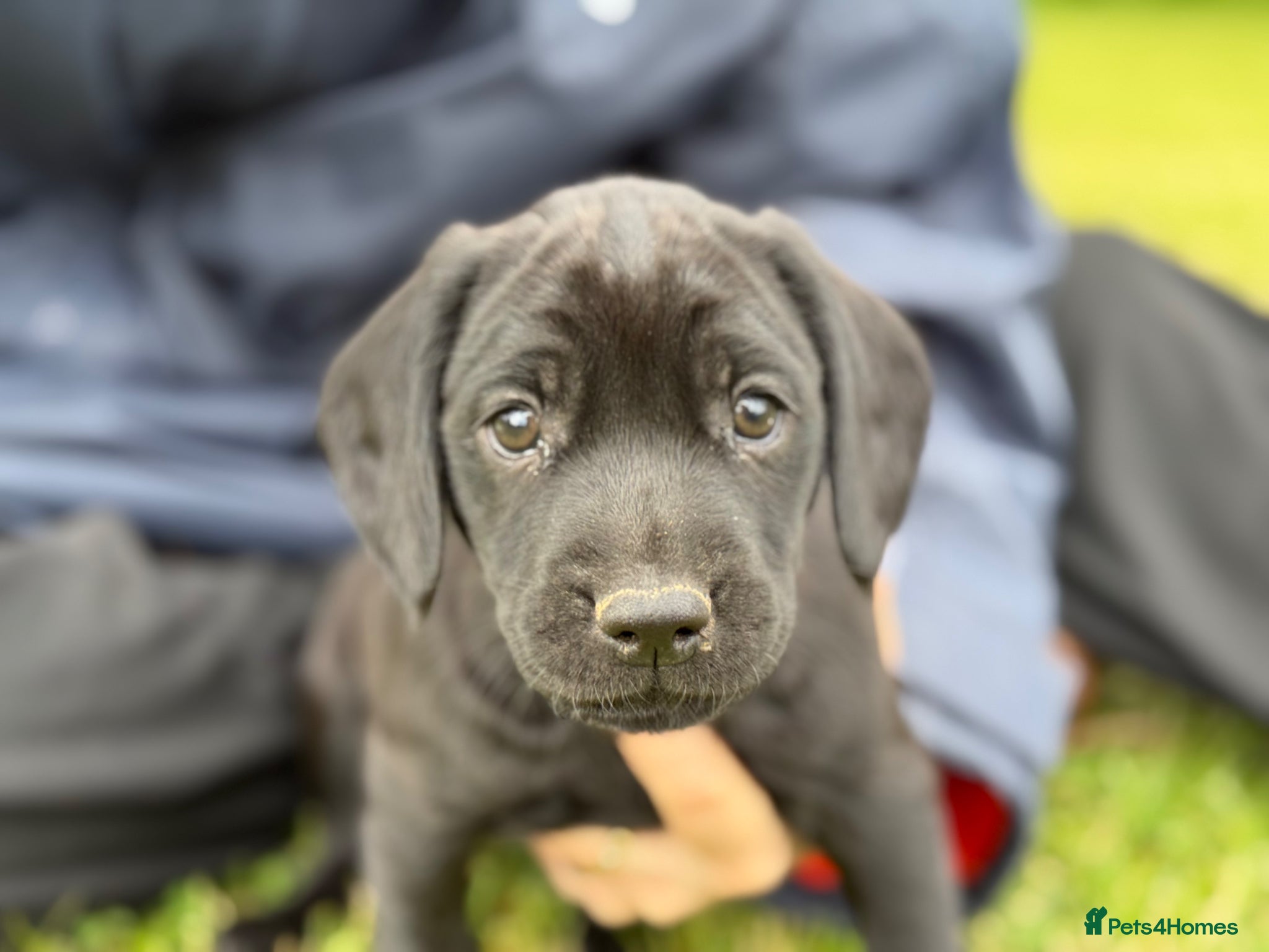 Springador dogs for sale: Spaniel x Labrador puppies  - Advert 16