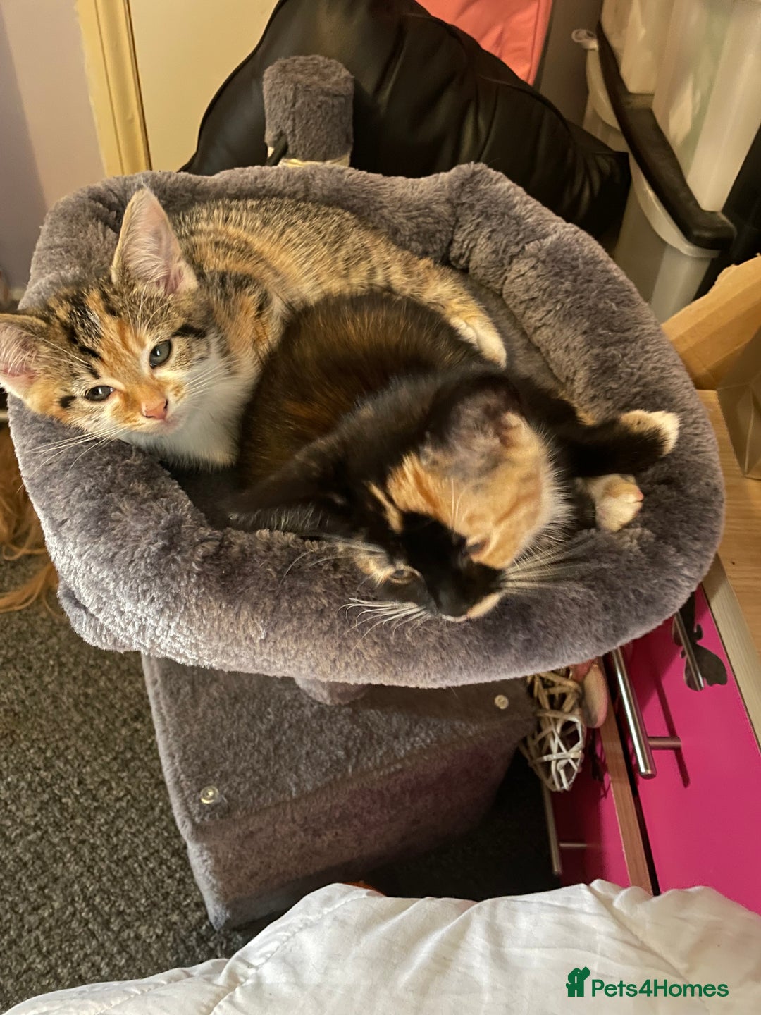 Domestic Shorthair cats for sale: 1 year old sisters  - Advert 7