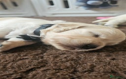 Golden Retriever dogs for sale: Outstanding Kc registered Golden Retriever babies  - Image 16