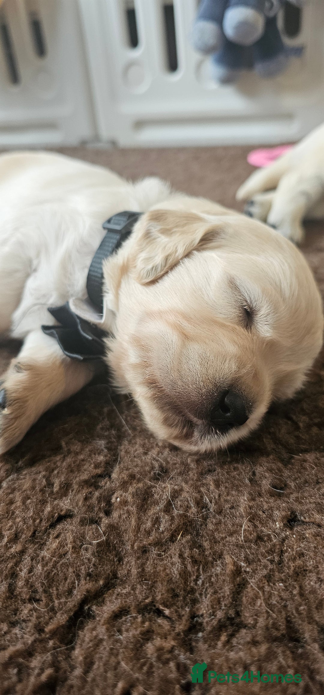 Golden Retriever dogs for sale: Outstanding Kc registered Golden Retriever babies  - Image 16