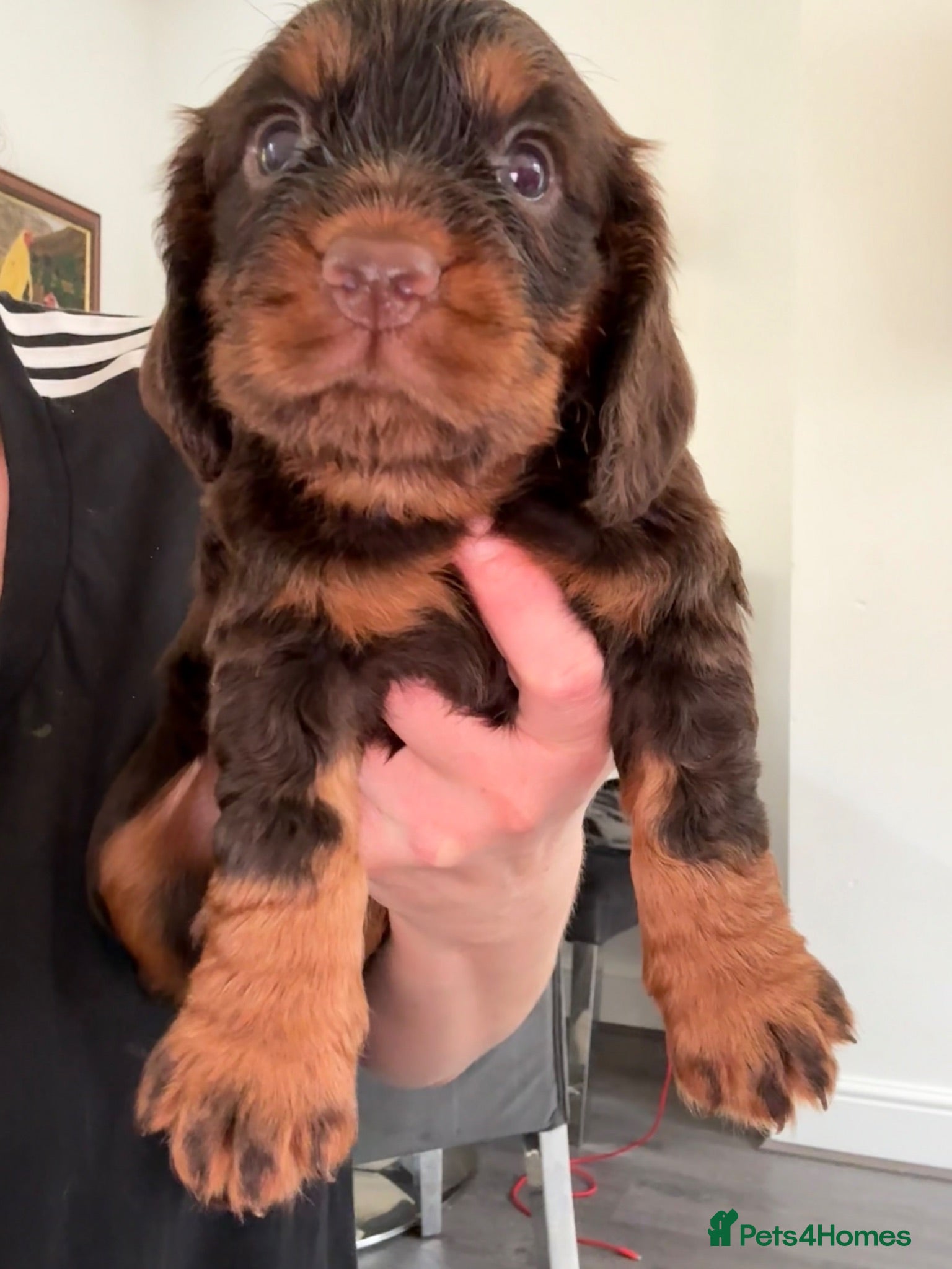 Cocker Spaniel dogs 🐶💫Traditional Working Cocker pups🐶💫 - Advert 2