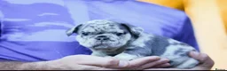 French Bulldog dogs for sale: Fluffy  **  French Bulldogs Puppy - Advert 39