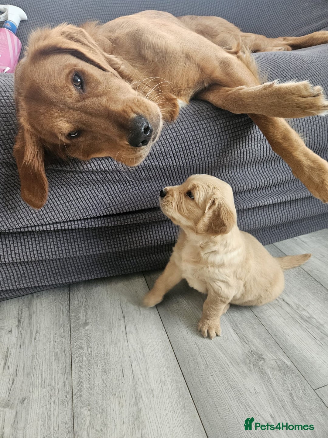 Golden Retriever dogs for sale: KC registered golden retriever puppies - Advert 2