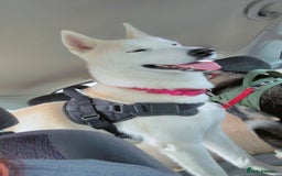 Huskita dogs for sale: Female huskita  - Image 2