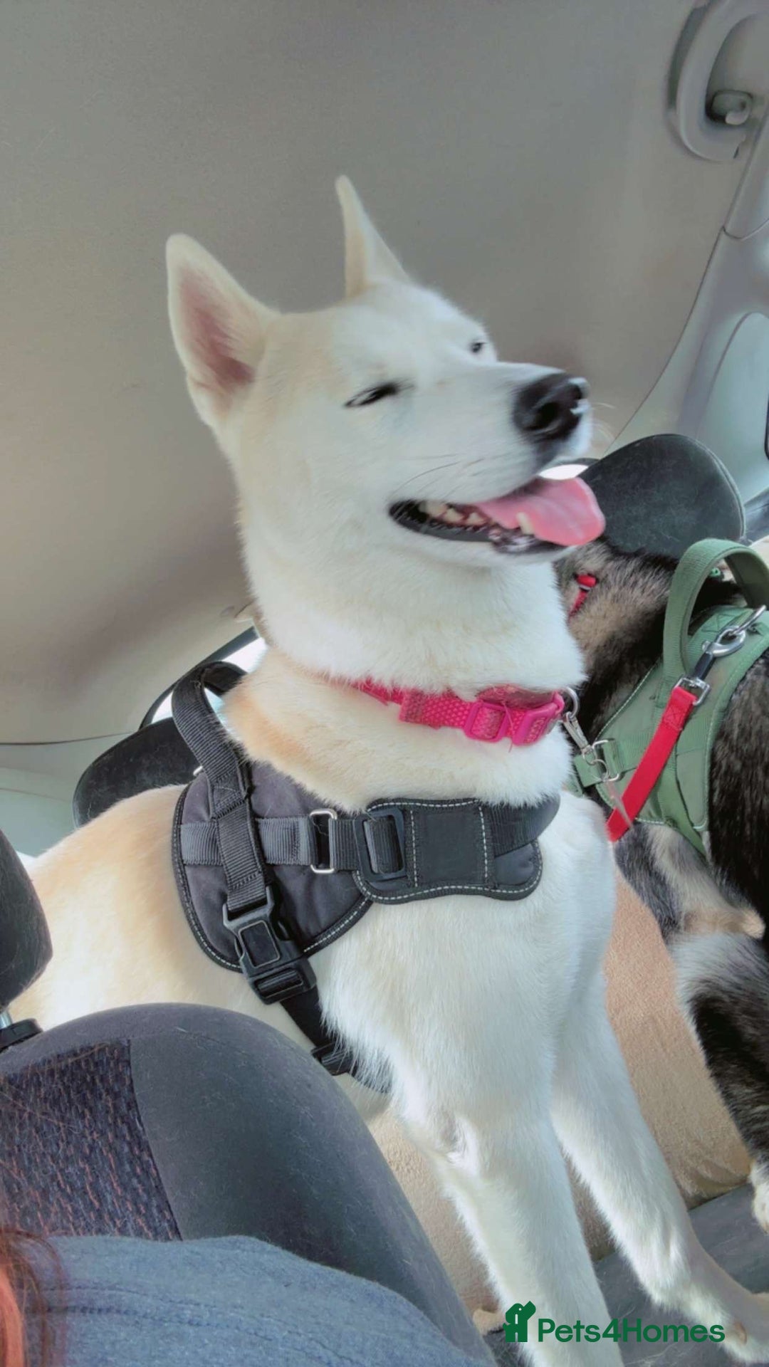 Huskita dogs for sale: Female huskita  - Image 2