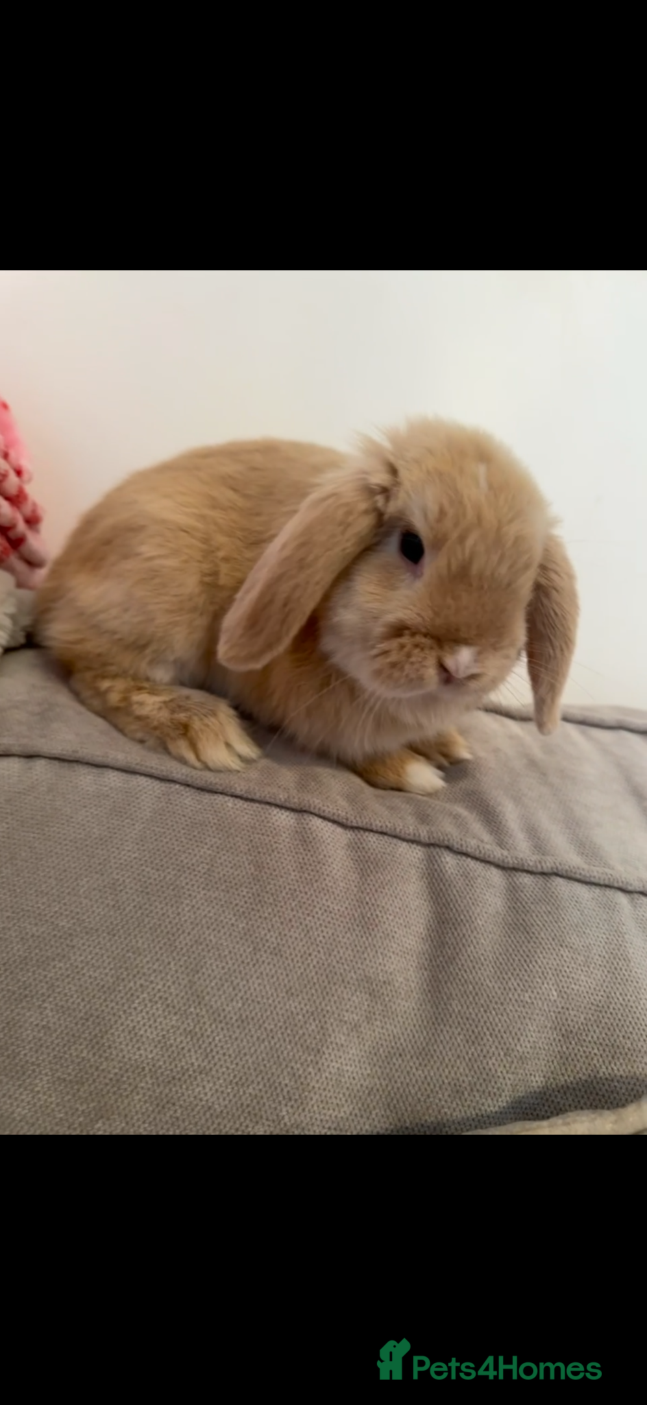Mini Lop rabbits Male mini lop neutered and vaccinated  - Advert 11
