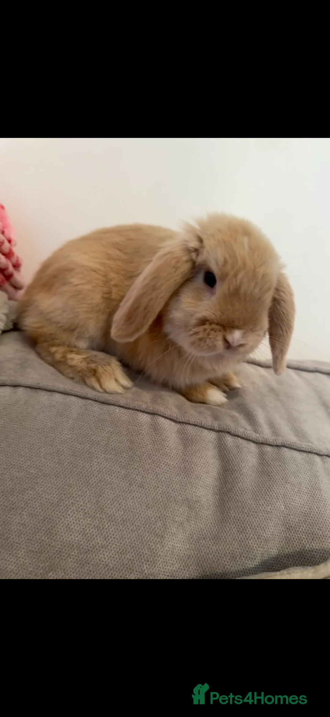 Mini Lop rabbits for sale: Male mini lop neutered and vaccinated  - Advert 1