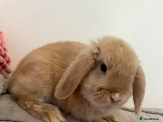 Mini Lop rabbits Male mini lop neutered and vaccinated - Advert 1