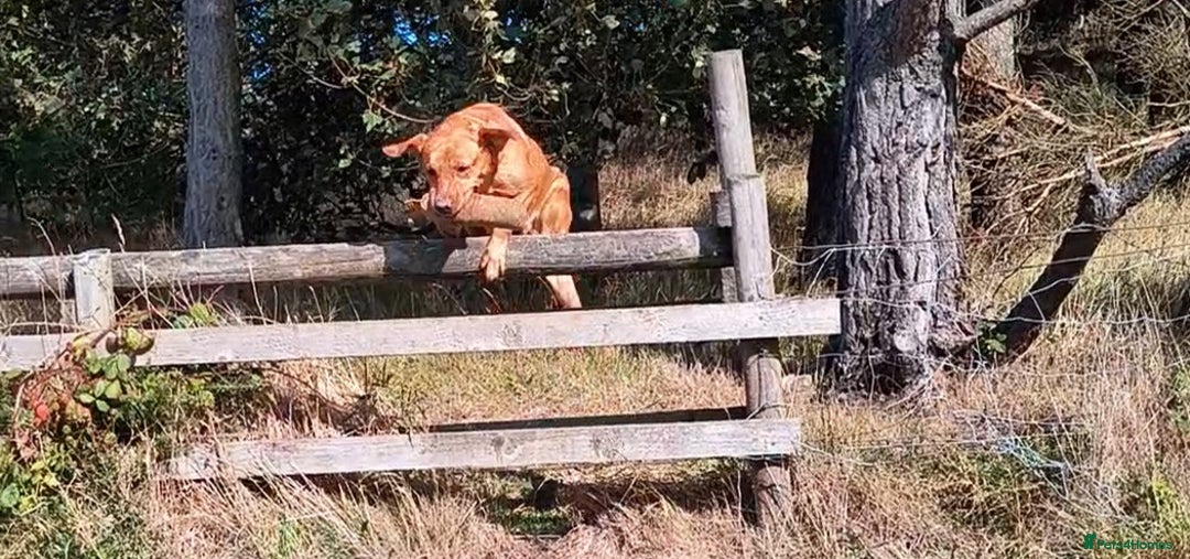 Labrador Retriever dogs for sale: Stunning working Labrador pups KC registered  - Image 8