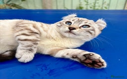 Savannah cats for sale: Breath taking wild looking girl  - Image 27