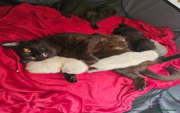 British Shorthair cats for sale: 5 Beautiful Short British haired Kittens  - Image 13