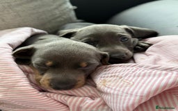 Miniature Dachshund dogs for sale: Friendly& Family -Oriented - Image 6