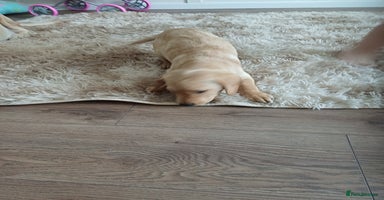 Labrador Retriever dogs - Advert 11