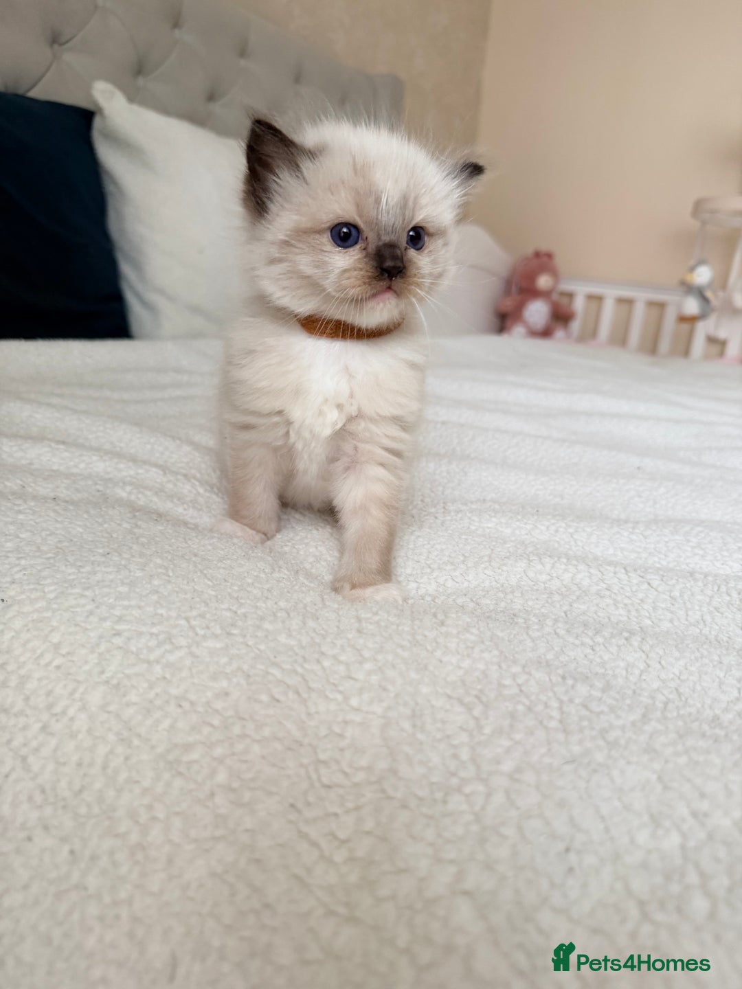 Ragdoll cats for sale: Title: Pure and  Fluffy Pedigree Ragdoll Kittens - Image 3