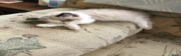 Ragdoll cats for sale: Beautiful Ragdoll kittens  - Advert 24