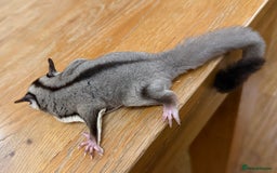 Sugar Glider rodents for sale:  2 Female Sugar Gliders – 5 Months Old (Tame) - Image 24