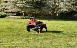 Rottweiler dogs for stud: Rottweiler Dog for Stud - Image 11